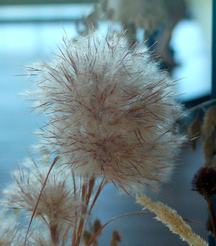 Andropogon glomeratus 