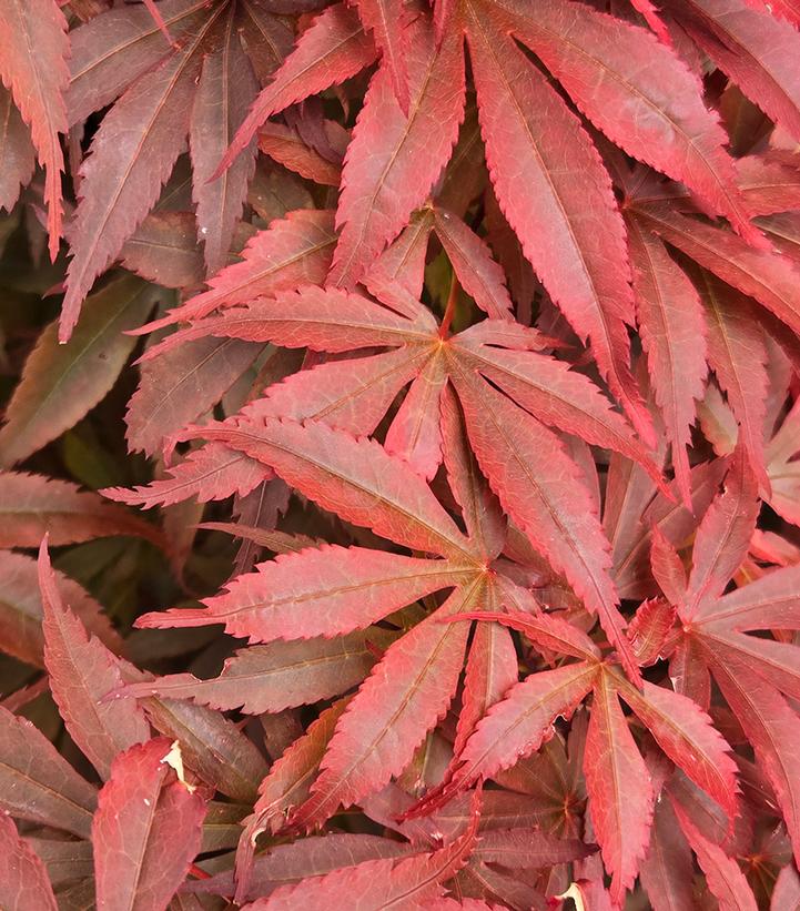 Acer palmatum 'Skeeter's Broom'