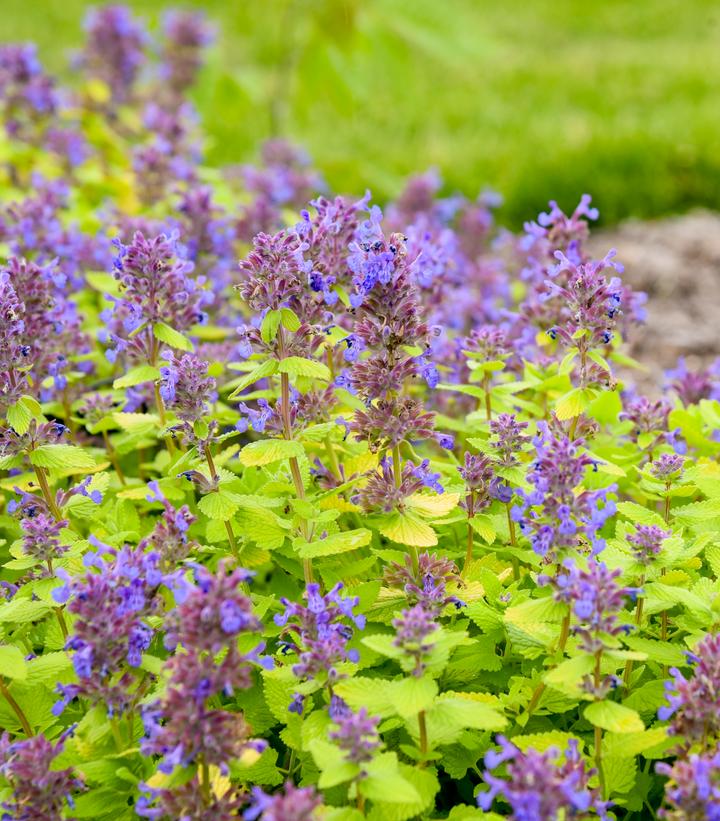 Nepeta x 'Lemon Purrfection'