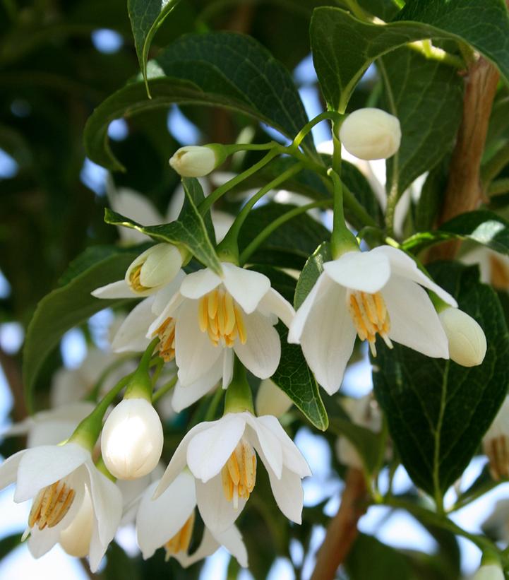Styrax japonica Snowcone®
