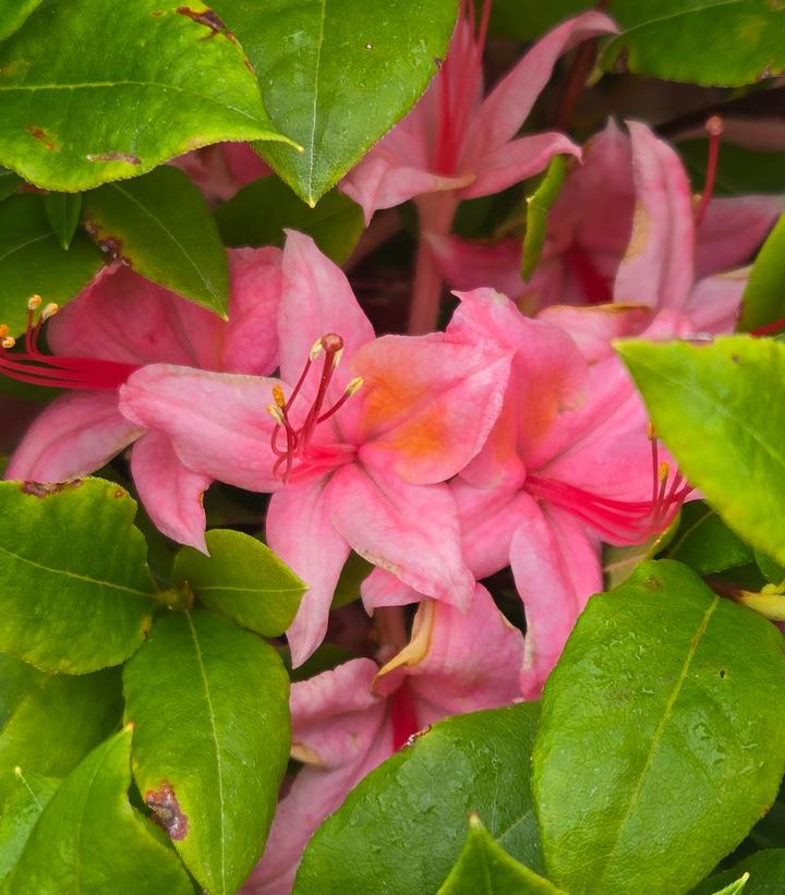 Azalea x 'Weston Pennsylvania'