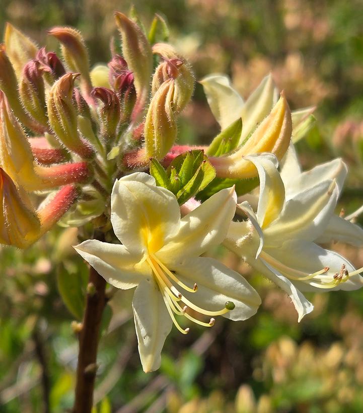 Azalea x 'Choice Cream'