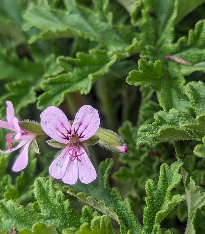 Pelargonium citrosa 'Petite Leaf Mosquito'