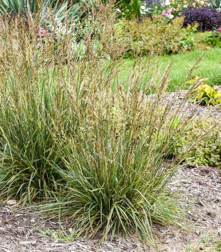 Festuca arundinacea 'Perfect Edging'