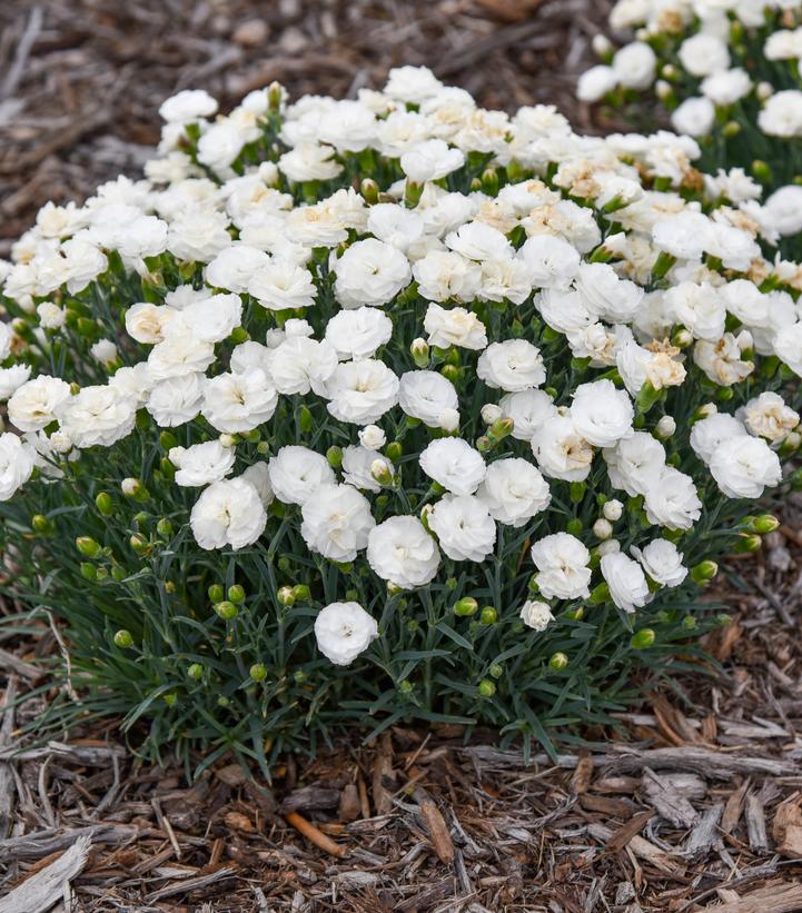 Dianthus x Fruit Punch® Whipped Cream