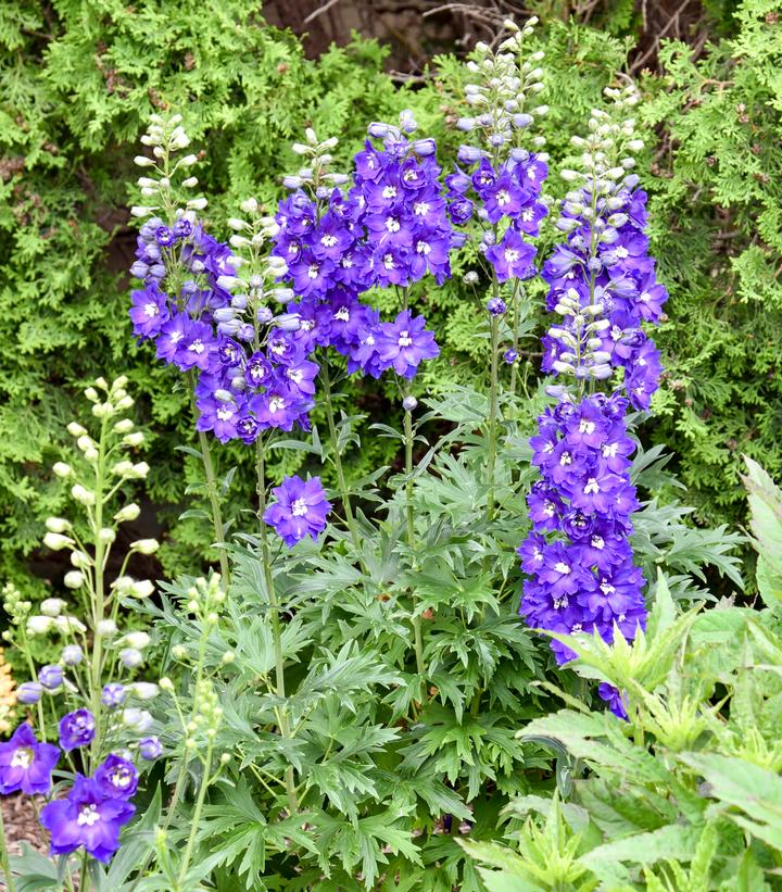 Delphinium elatum 'Violets Are Blue'