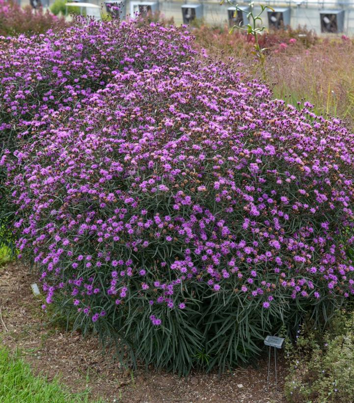 Vernonia 'Violet Night'