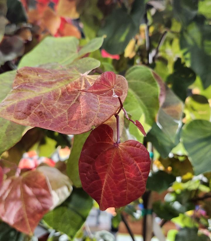 Cercis canadensis Hearts A'Fire™