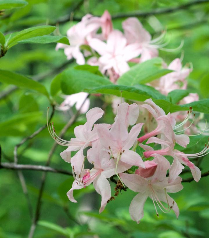 Azalea prinophyllum 
