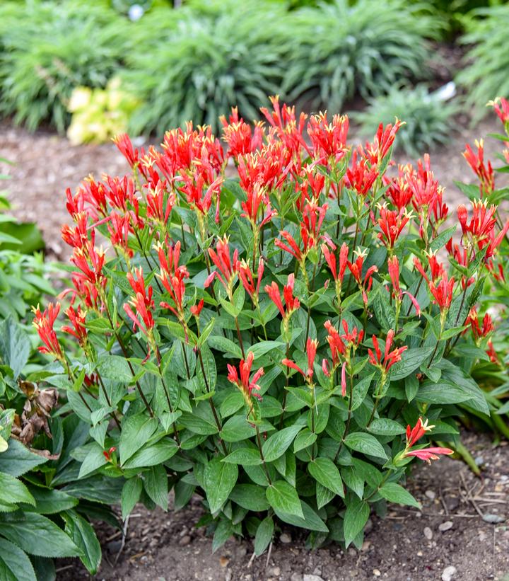 Spigelia marilandica 'Orange Slices'