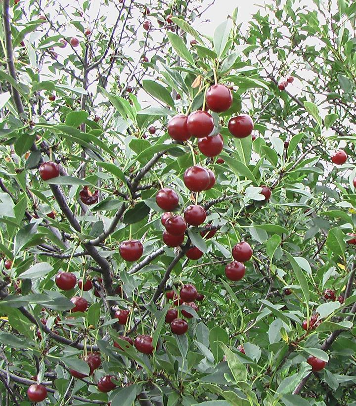 Prunus x Romance Juliet™