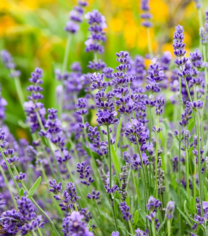 Lavandula angustifolia 'Summer Serenade'