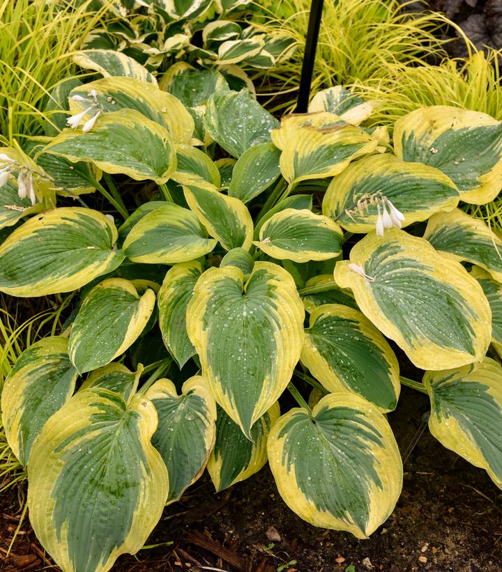 Hosta x Shadowland® 'Chance Encounter'