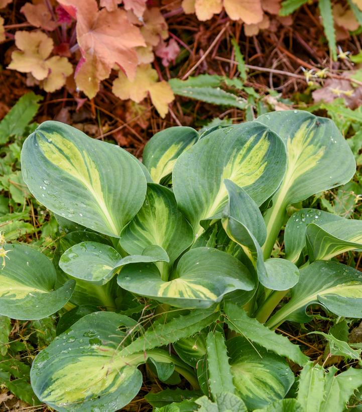 Hosta x 'Mouseketeer'