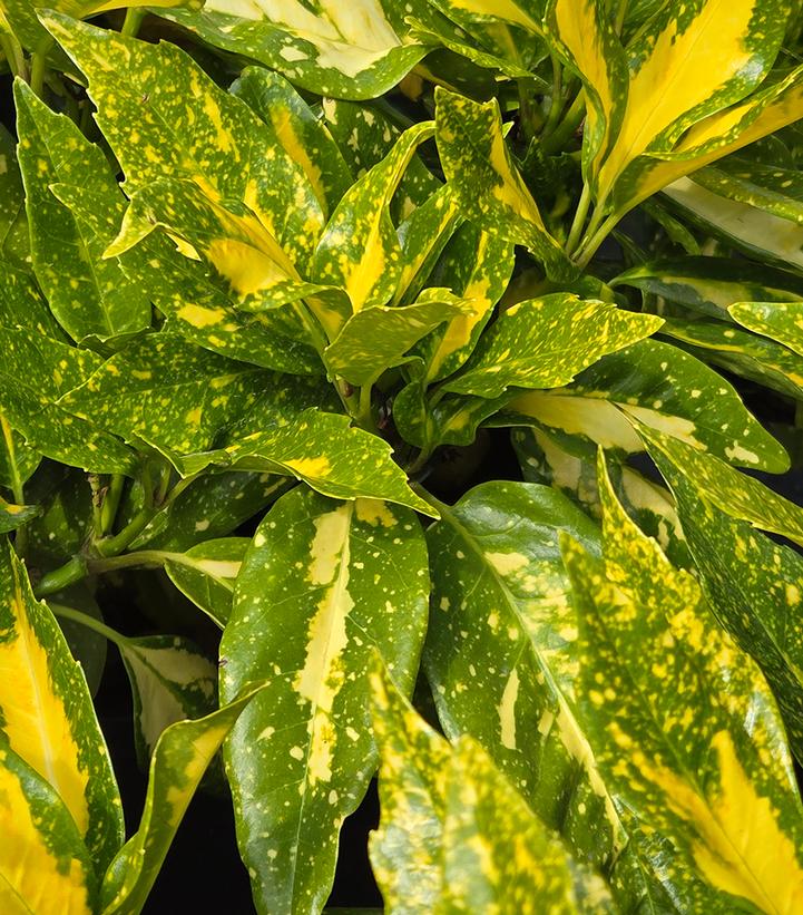 Aucuba japonica 'Picturata'