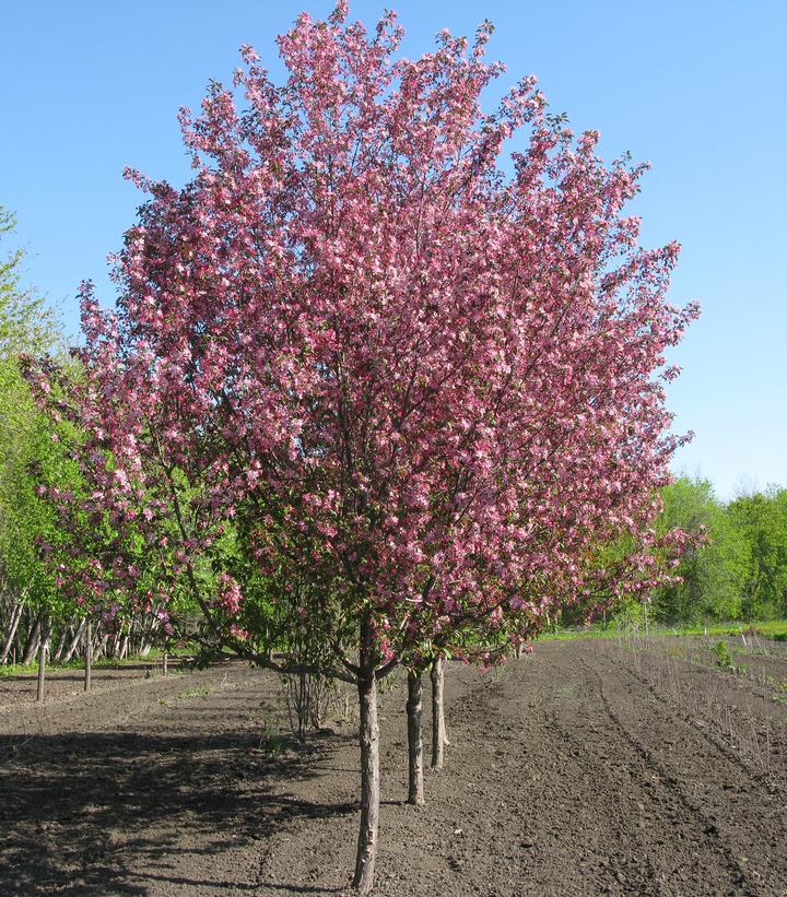 Malus x Courageous™