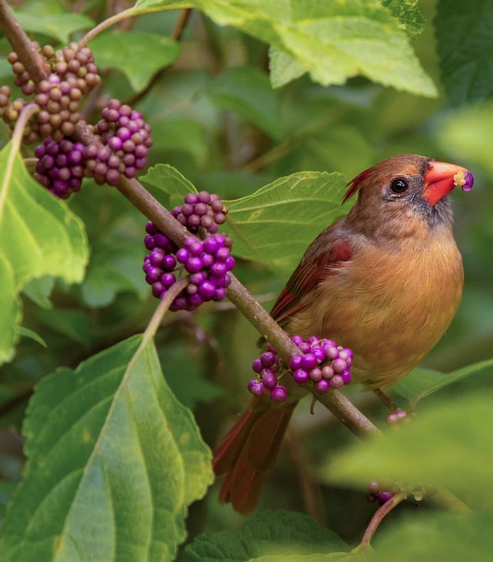 Callicarpa americana 