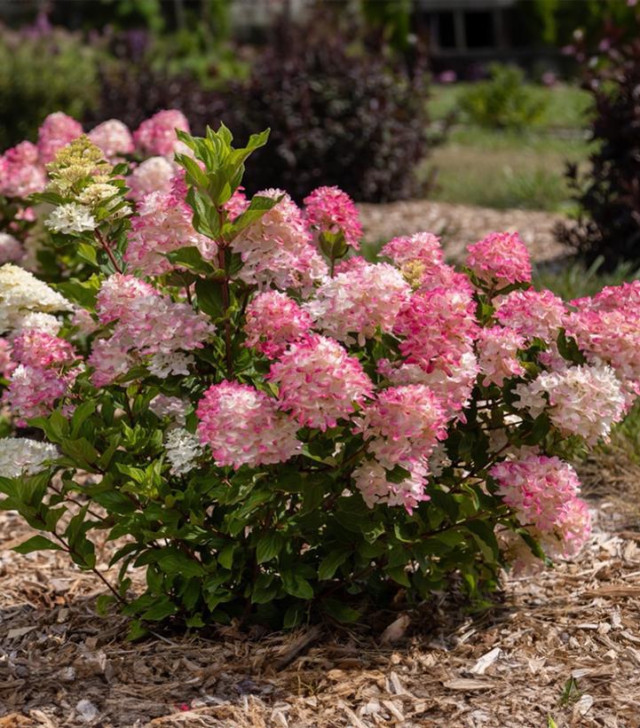 Hydrangea paniculata 'Spring Sizzle'