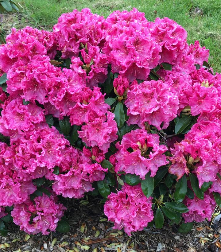 Rhododendron Holden's™ 'Raspberry Ruffles'