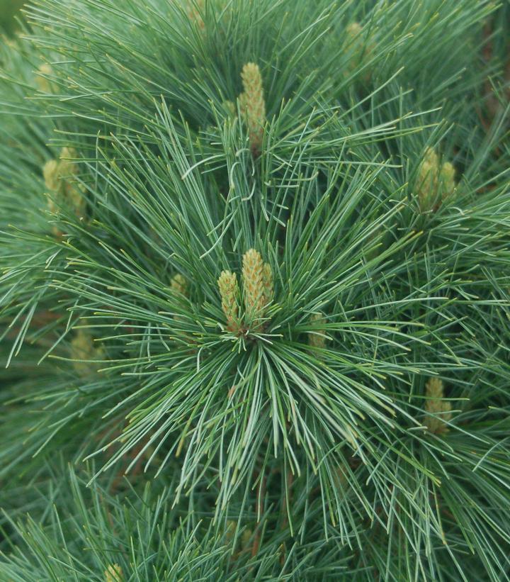 Pinus strobus Connecticut Slate