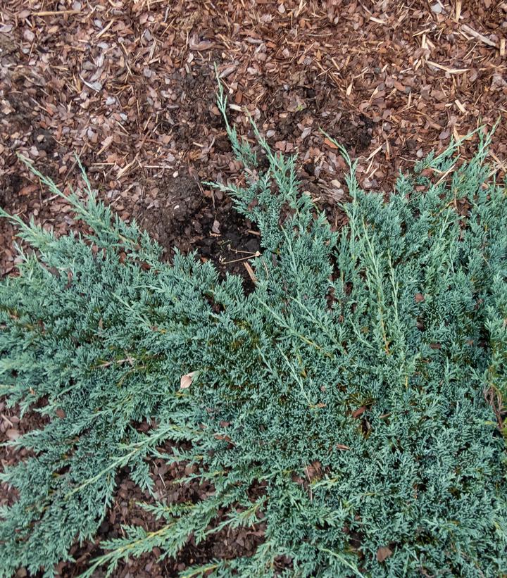 Juniperus horizontalis Icee Blue