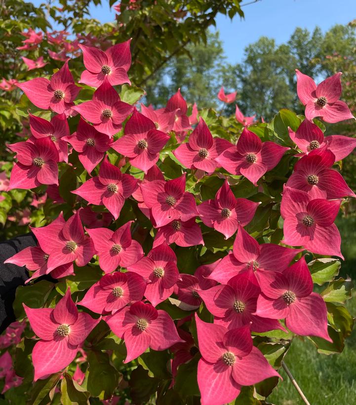 Cornus kousa 'Eternal Scarlet'