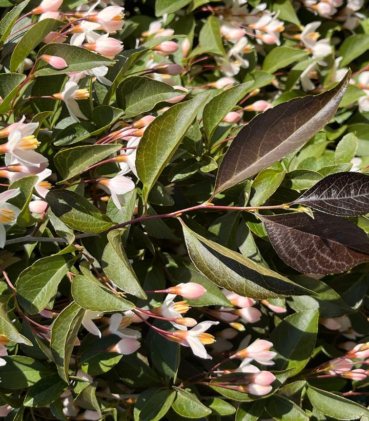 Styrax japonicus Swan Song™