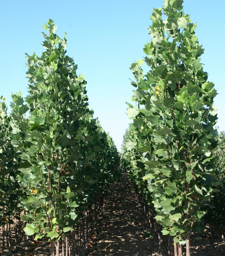 Liriodendron tulipifera 'Arnold'