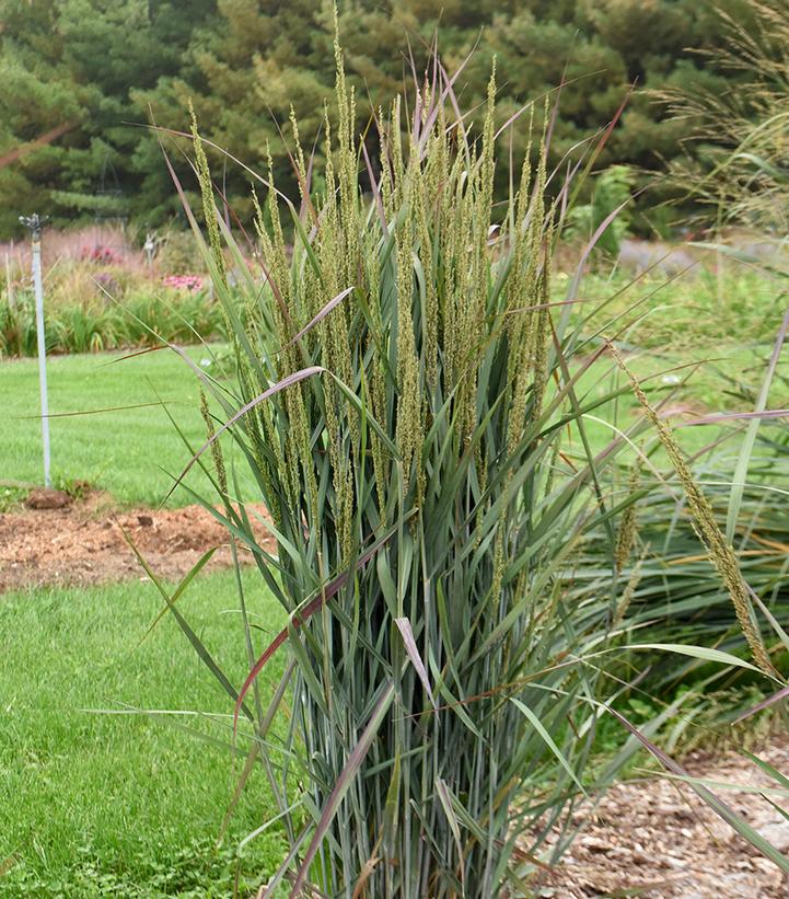 Panicum virgatum Prairie Winds® Blue Spear