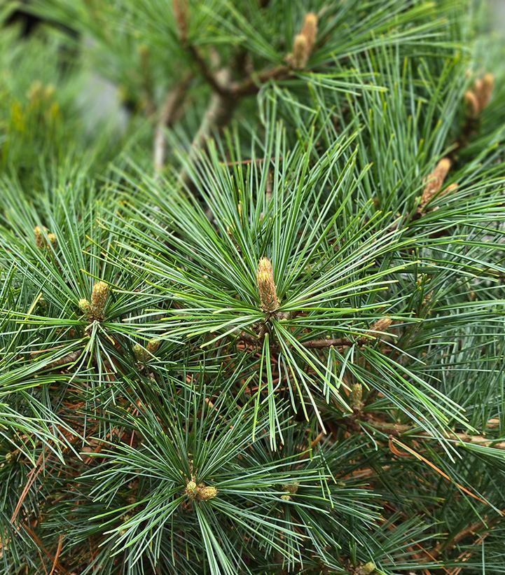 Pinus strobus Shaggy Dog