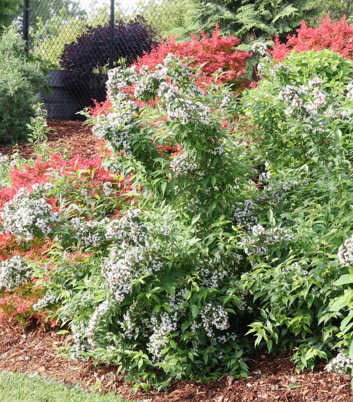 Abelia mosanensis Sweet Emotion Blaze™
