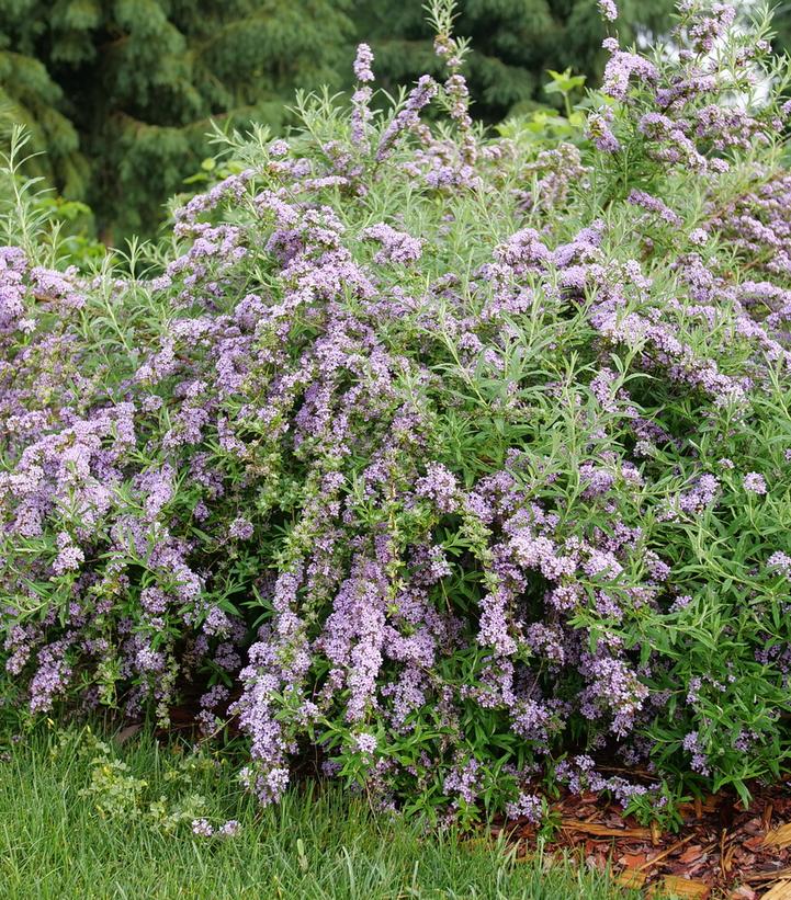 Buddleia alternifolia Mop Top™