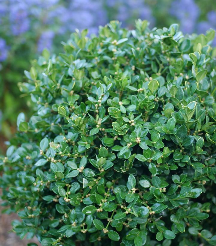 Buxus microphylla Netball®