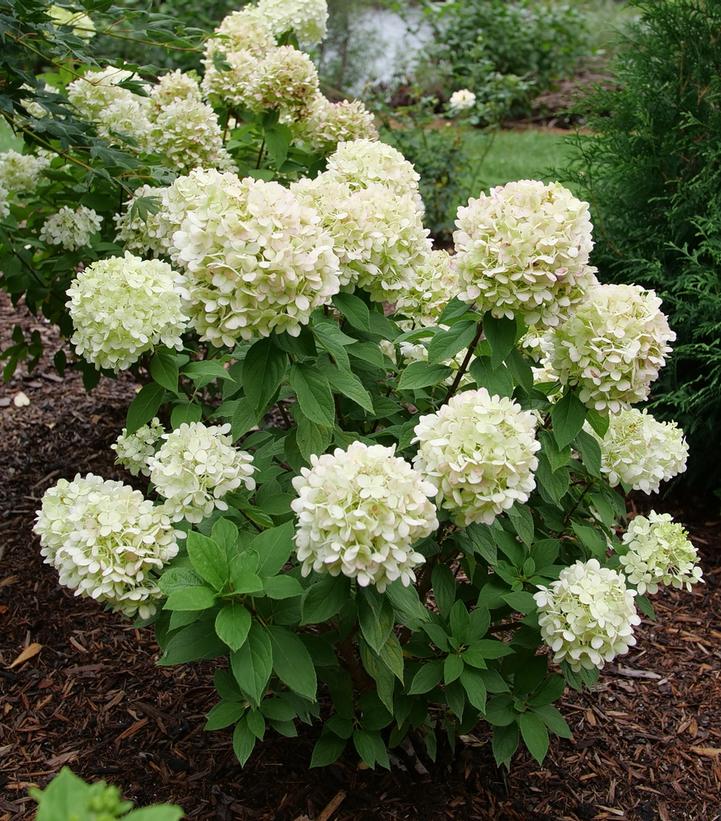 Hydrangea paniculata Powerball™