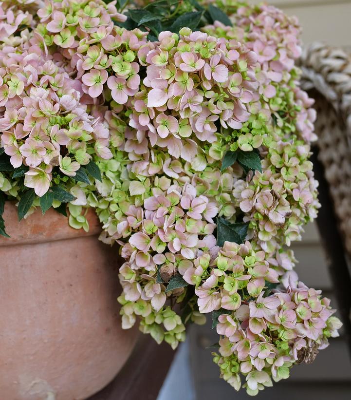 Hydrangea x Fairytrail Fresco®