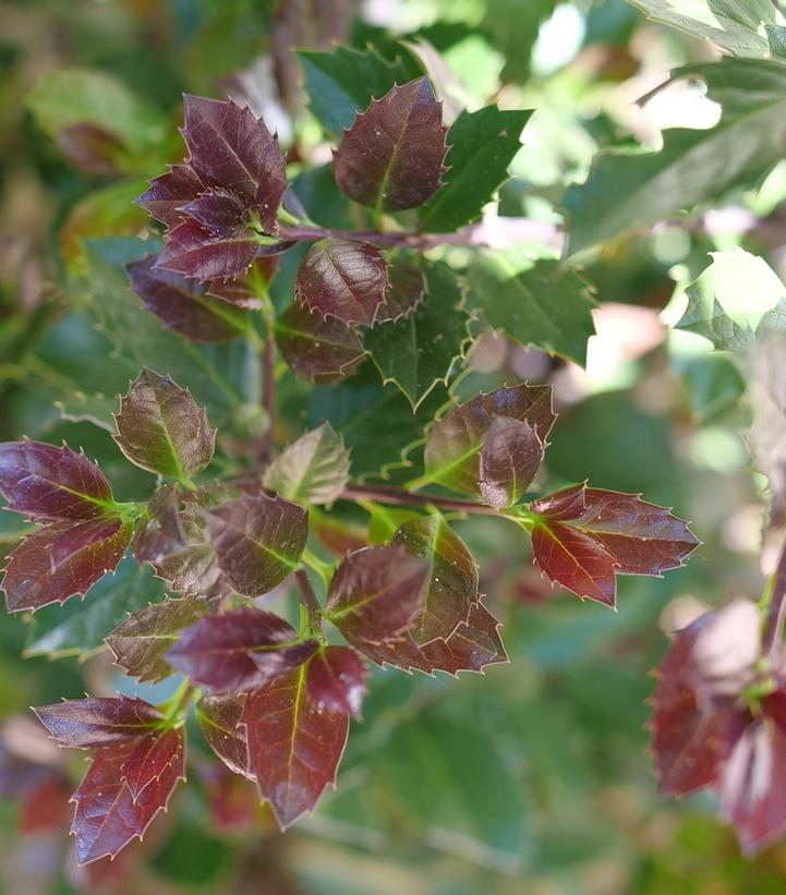 Ilex x Castle Rouge®