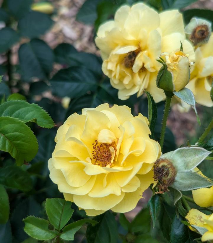 Rosa x Reminiscent® Yellow
