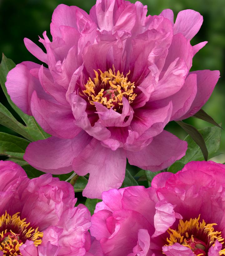 Paeonia x ITOH 'First Arrival'