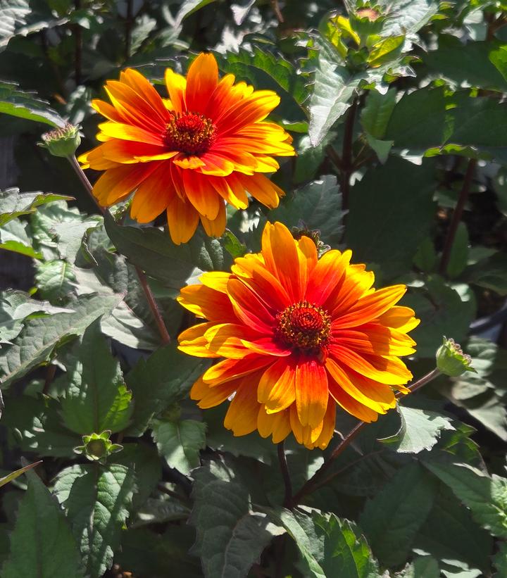 Heliopsis helianthoides 'Forged in Fire'