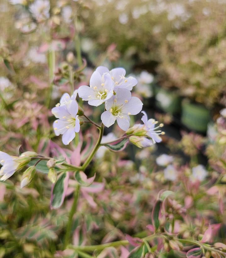Polemonium reptans 'Stairway to Heaven'