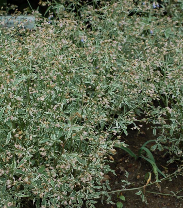 Polemonium reptans 'Touch of Class'