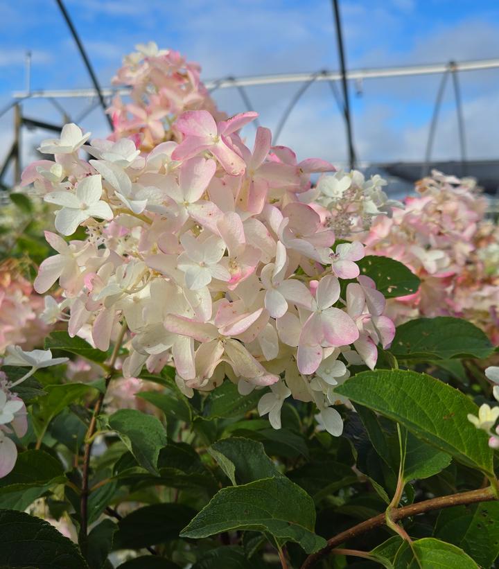Hydrangea paniculata French Manicure™