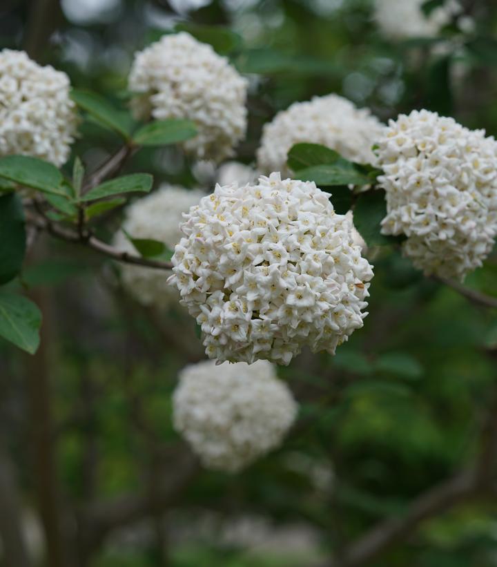 Viburnum carlesii Spice Cowboy®