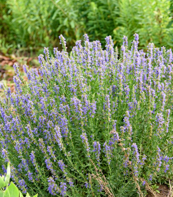 Hyssopus officinalis 'Nectar Ninja'