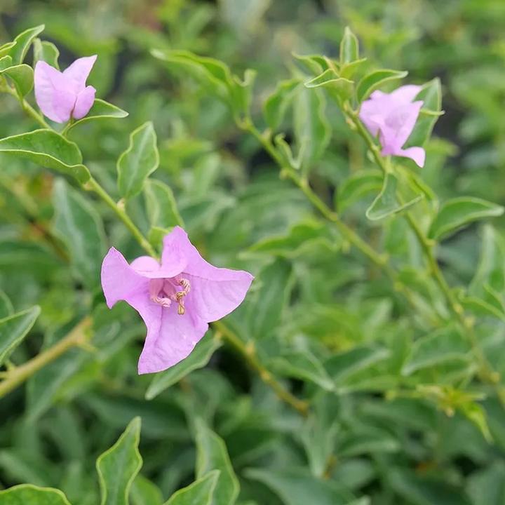 Bougainvillea Bambino®