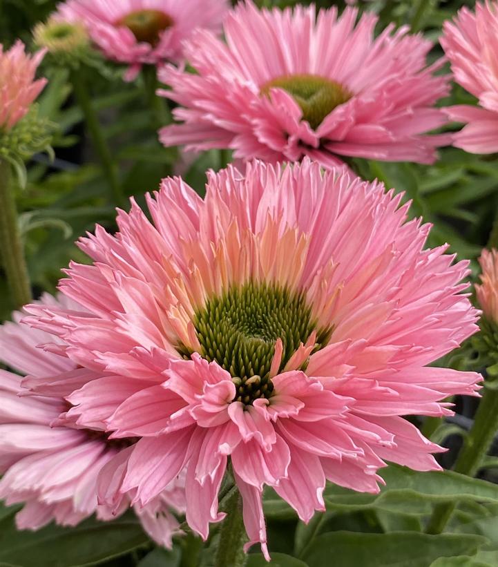 Echinacea x Sunseekers™ Slamon