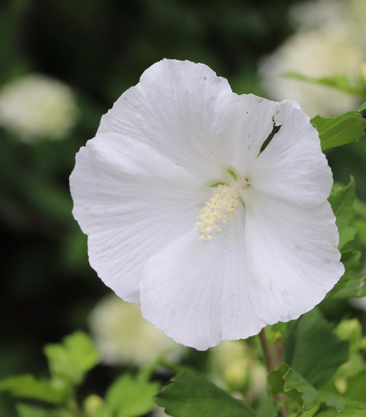 Hibiscus syriacus Paraplu® Pure White