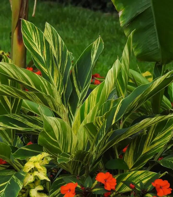 Alpinia zerumbet 'Variegata'