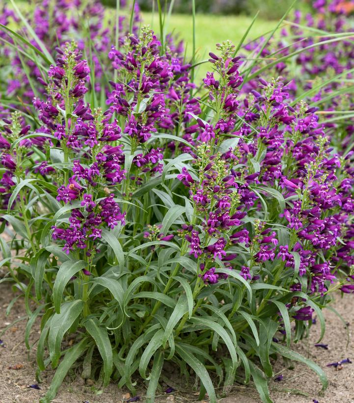 Penstemon barbatus 'Dark Amethyst'