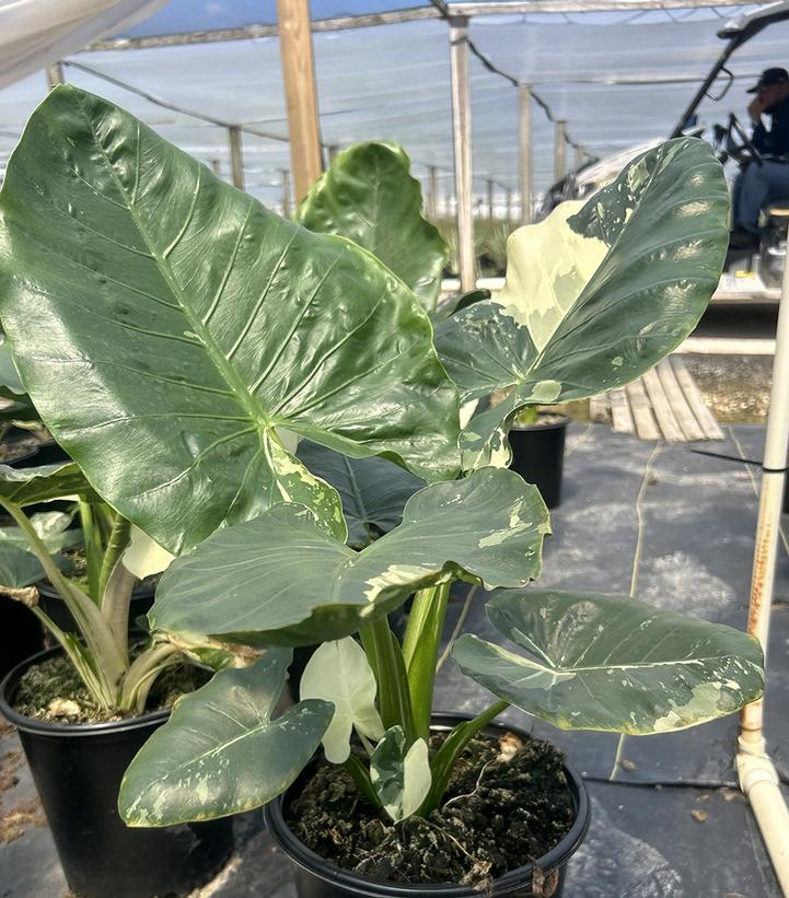 Alocasia Vanguard Voyage